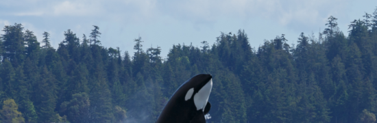 “Orca Stories” by Mark Leiren-Young